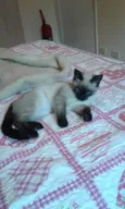 GISELE