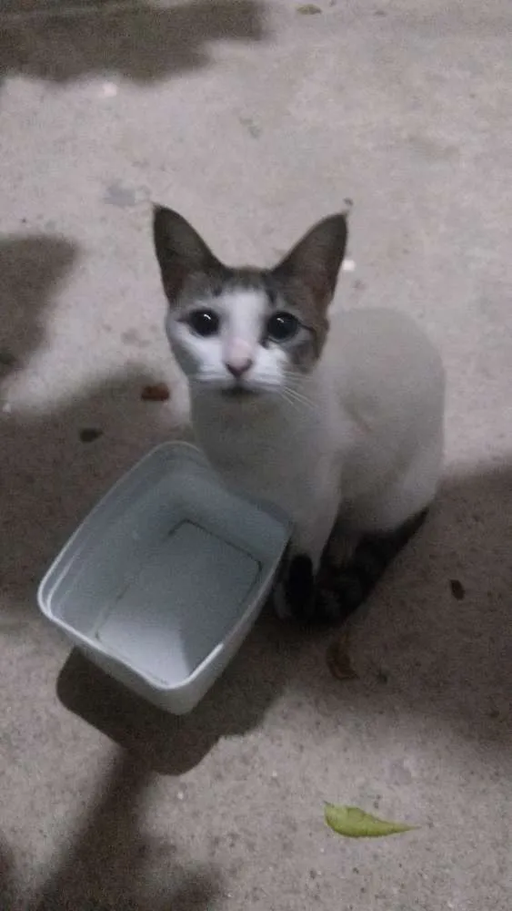 Gato ra a Normal idade 1 ano nome Ema