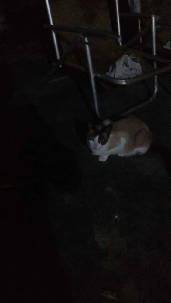 Gato ra a Normal idade 1 ano nome Ema