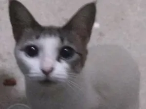 Gato raça Normal idade 1 ano nome Ema