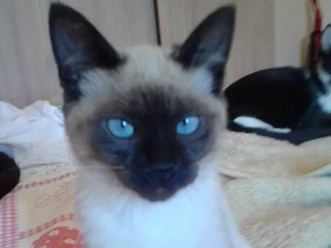 Gato ra a SIAMESA idade 2 a 6 meses nome GISELE