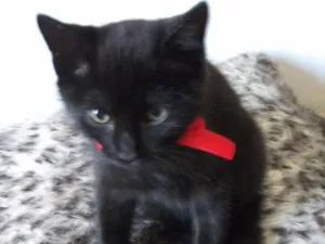 Gato raça SRD idade 2 a 6 meses nome GIGI