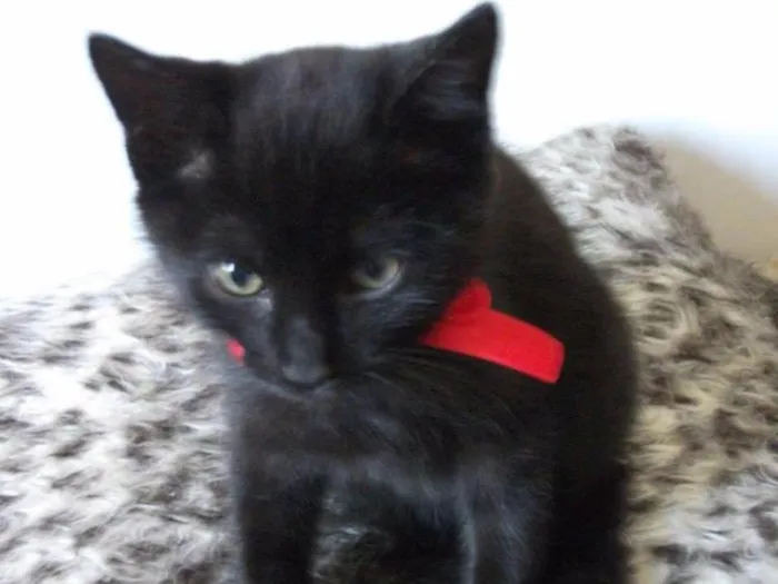 Gato ra a SRD idade 2 a 6 meses nome GIGI
