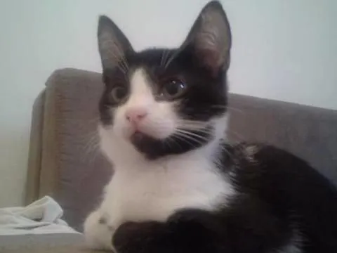 Gato ra a PRETO E BRANCO idade 2 a 6 meses nome VALENTIN