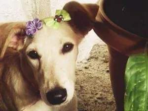 Cachorro raça  idade 2 a 6 meses nome belinha