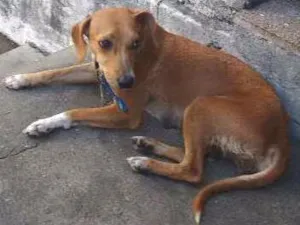 Cachorro raça Vira lata idade 1 ano nome Pricesa