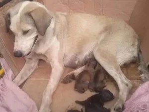 Cachorro raça Sem raça definida  idade Abaixo de 2 meses nome Sem nome ainda