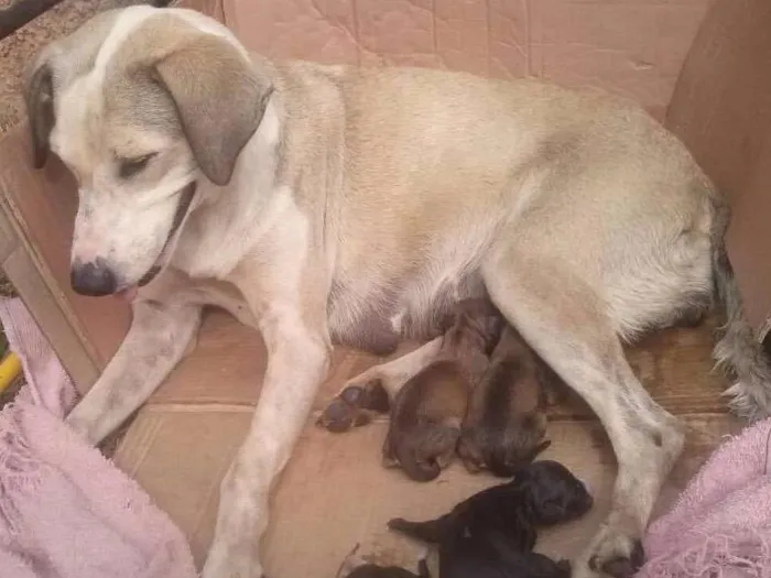 Cachorro ra a Sem raça definida  idade Abaixo de 2 meses nome Sem nome ainda