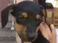 Mole