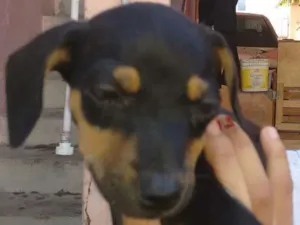 Cachorro raça Vira lata idade 2 a 6 meses nome Mole