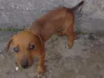 Não tem
