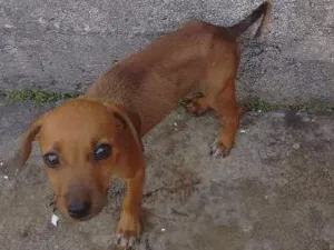 Cachorro raça Vira lata idade 2 a 6 meses nome Não tem