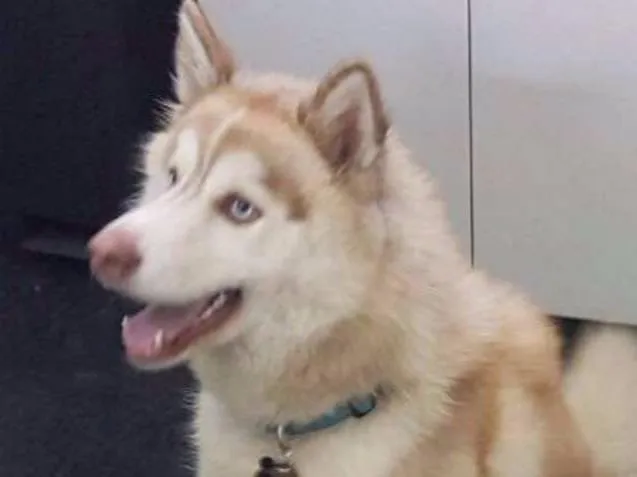 Cachorro ra a Husky Siberiano idade 2 anos nome SNOW GRATIFICA