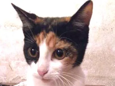 Gato ra a vira-lata idade 2 a 6 meses nome Lolo