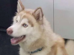 Cachorro raça Husky Siberiano idade 2 anos nome SNOW GRATIFICA