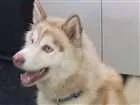Cachorro raça Husky Siberiano idade 2 anos nome SNOW GRATIFICA