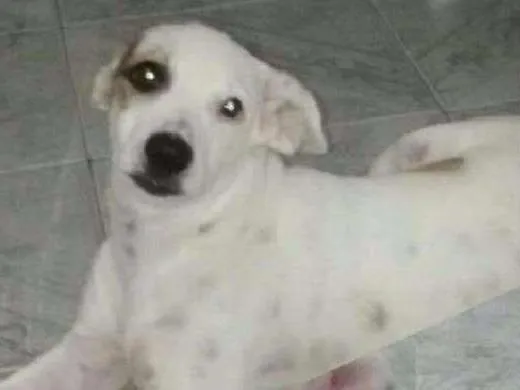 Cachorro raça Mestiça idade 7 a 11 meses nome Akira