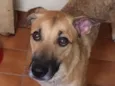 Bituca