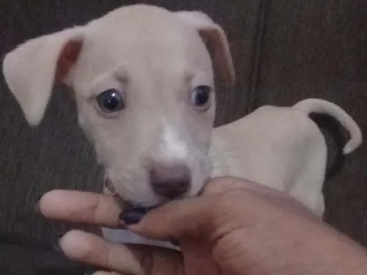 Cachorro raça SRD idade 2 a 6 meses nome NINA