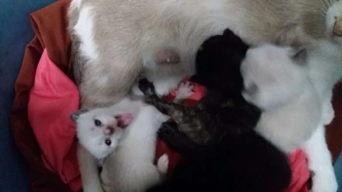 Gato raça Siamês e vira lata idade Abaixo de 2 meses nome Sem nomes 
