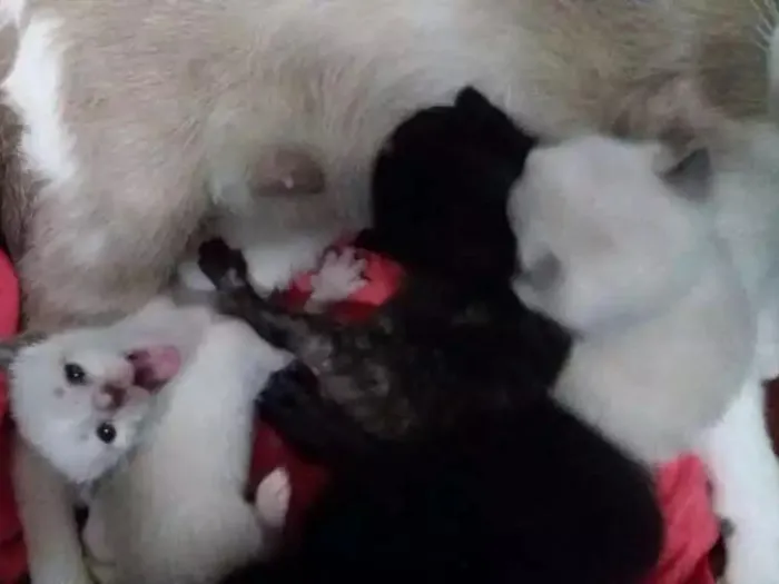 Gato raça Siamês e vira lata idade Abaixo de 2 meses nome Sem nomes 