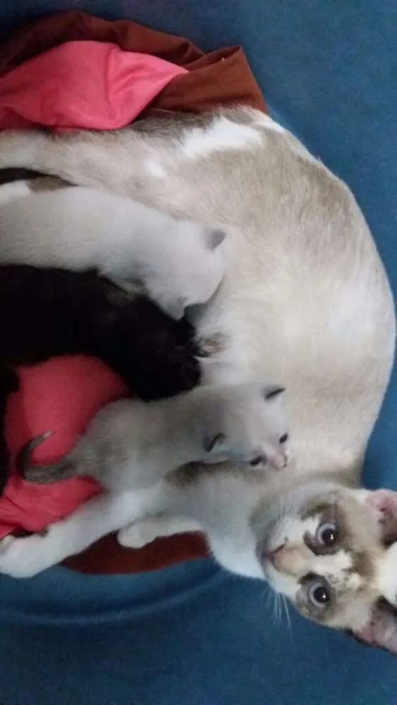Gato raça Siamês e vira lata idade Abaixo de 2 meses nome Sem nomes 