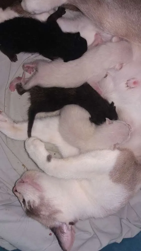 Gato raça Siamês e vira lata idade Abaixo de 2 meses nome Sem nomes 