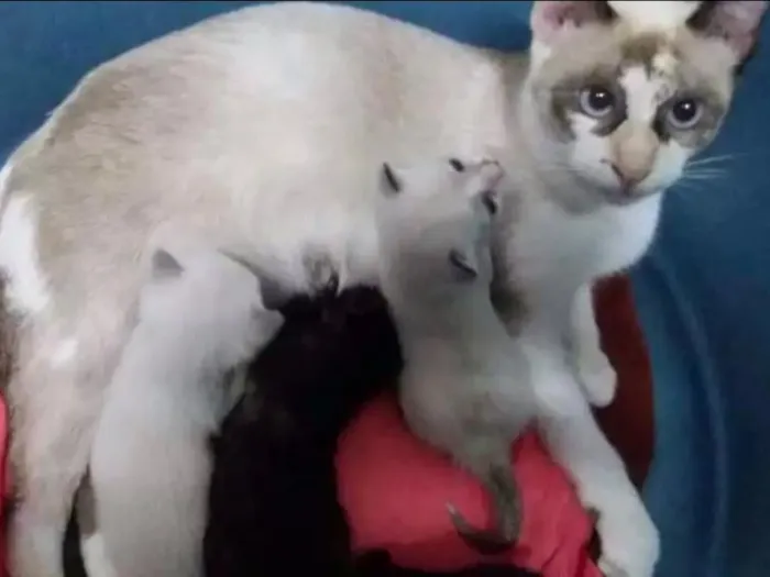 Gato raça Siamês e vira lata idade Abaixo de 2 meses nome Sem nomes 
