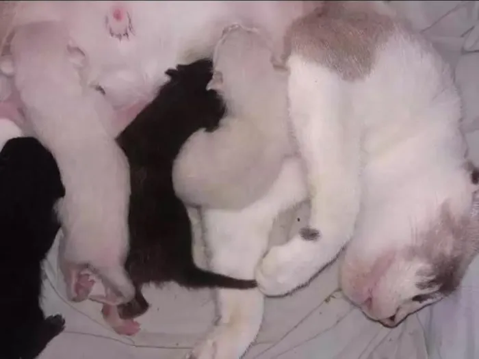 Gato raça Siamês e vira lata idade Abaixo de 2 meses nome Sem nomes 