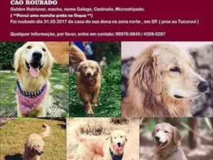 Cachorro raça Golden Retriever idade 2 anos nome Galego