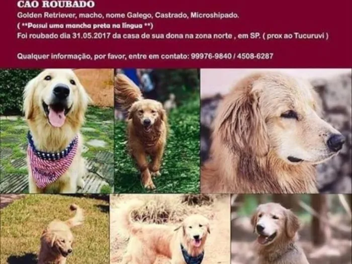 Cachorro ra a Golden Retriever idade 2 anos nome Galego