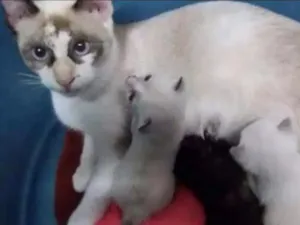 Gato raça Siamês e vira lata idade Abaixo de 2 meses nome Sem nomes 
