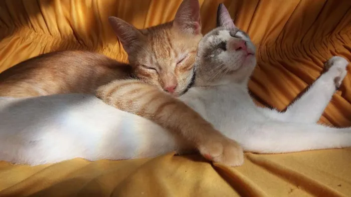 Gato raça Vira lata idade 2 a 6 meses nome Belinha/Miguel/Xarop