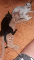 Belinha/Miguel/Xarop