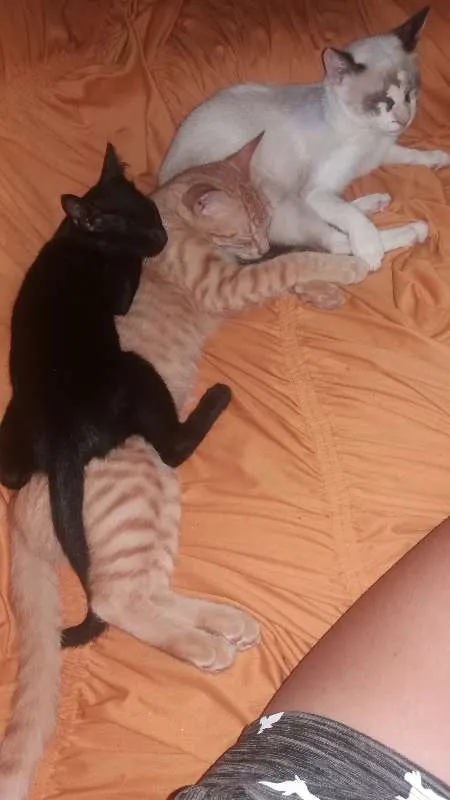 Gato raça Vira lata idade 2 a 6 meses nome Belinha/Miguel/Xarop