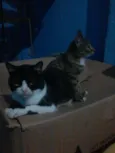 Safira e negao
