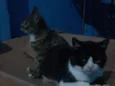 Safira e negao
