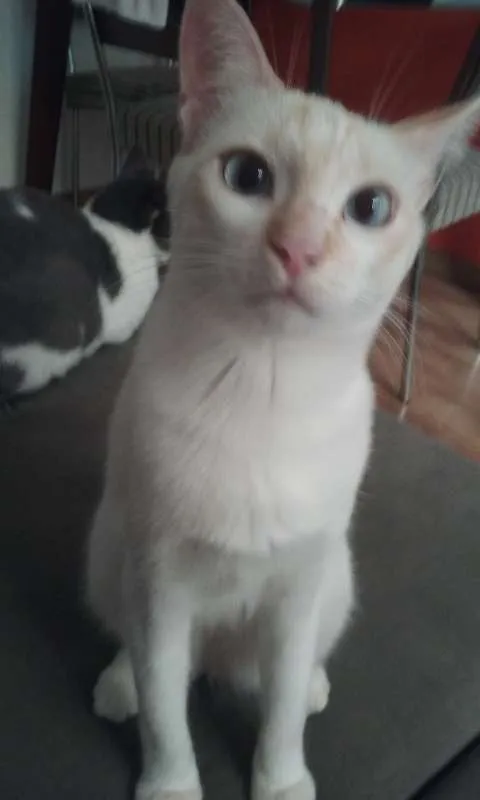Gato ra a SRD idade 1 ano nome Fuleca