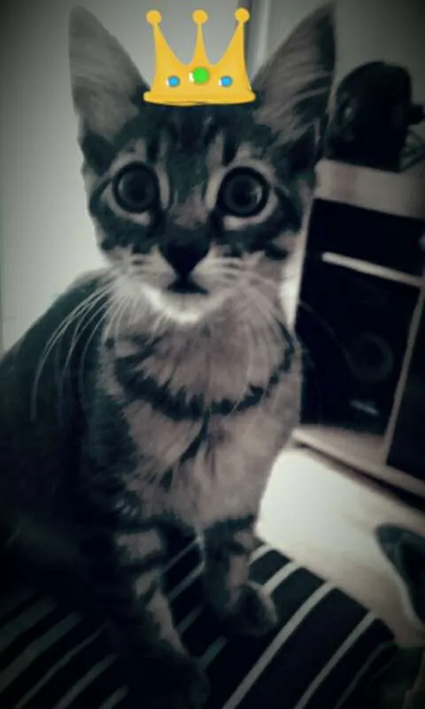 Gato ra a SRD idade 2 a 6 meses nome Thuthuca