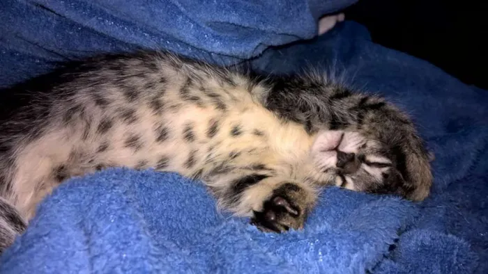 Gato ra a SRD idade 2 a 6 meses nome Thuthuca