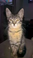 Thuthuca