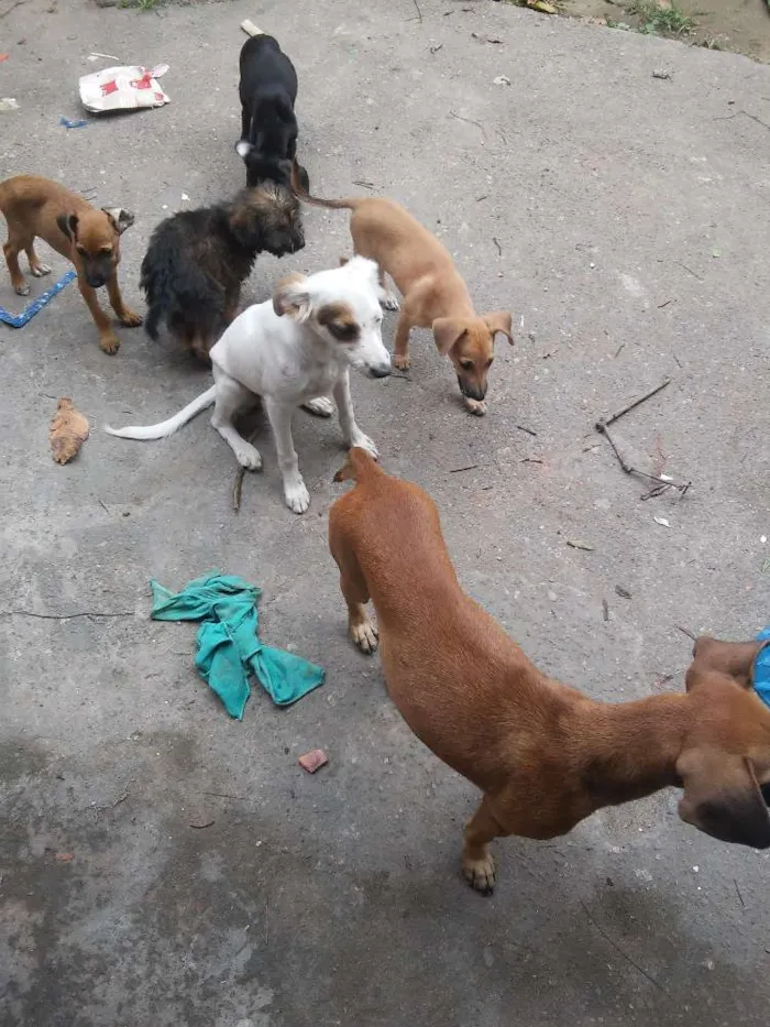 Cachorro raça Vira lata idade 3 anos nome Fiona 
