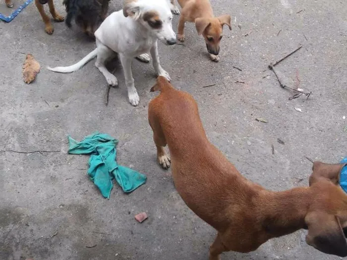 Cachorro raça Vira lata idade 3 anos nome Fiona 