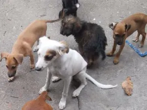 Cachorro raça Vira lata idade 3 anos nome Fiona 