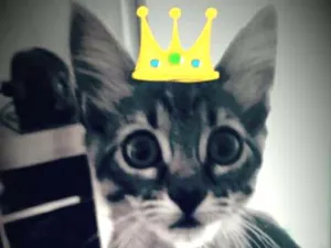 Gato raça SRD idade 2 a 6 meses nome Thuthuca