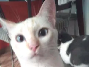 Gato raça SRD idade 1 ano nome Fuleca