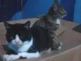 Safira e negao