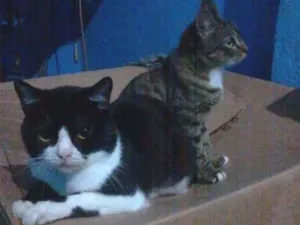Gato raça Comum idade 7 a 11 meses nome Safira e negao