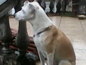 Cachorro raça srd idade 6 ou mais anos nome Pitica