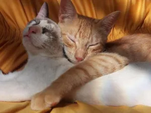 Gato raça Vira lata idade 2 a 6 meses nome Belinha/Miguel/Xarop